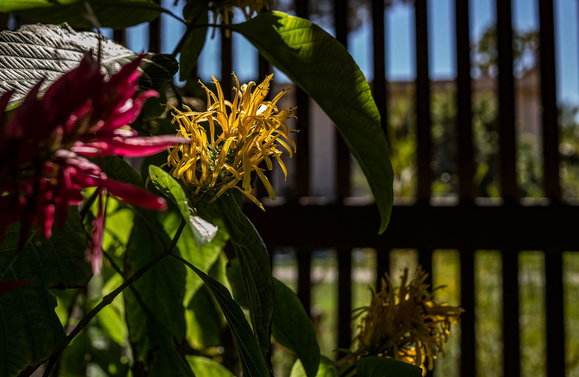 Balboa Park Botanical Garden.jpg - undefined by Joey Onyxone Sandoval